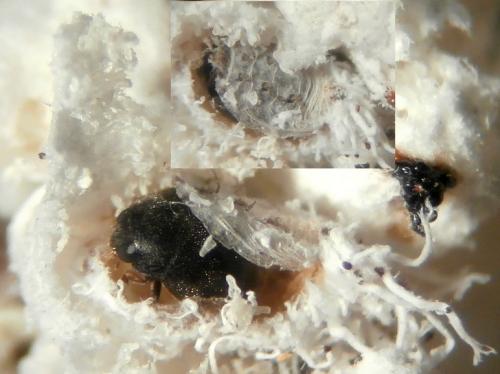 Scymnus rubromaculatus